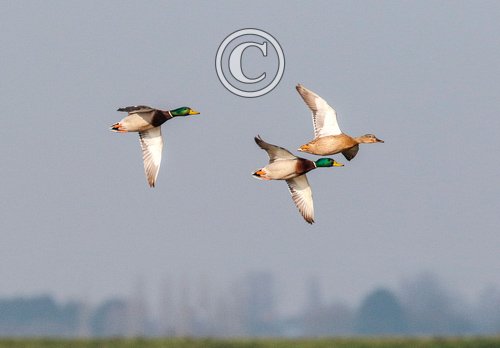 Mallard in Flight  DM1649
